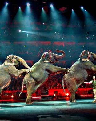Ringling Bros. and Barnum & Bailey Circus Anaheim